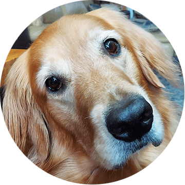 ゴールデンレトリーバー うめ