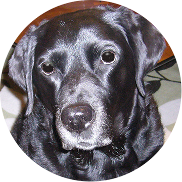 ラブラドールレトリーバー さくら