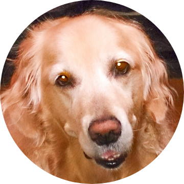 ゴールデンレトリーバー ももか