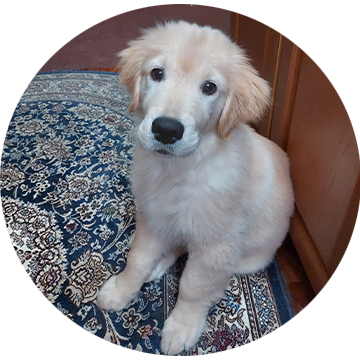 ゴールデンレトリーバー ももか